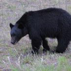 Black Bear
 / Черный медведь